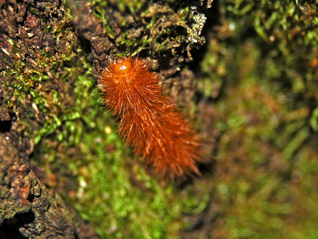 Un piccolo bruco rosso-bruno: Fam. Erebidae Arctiinae